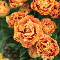 Sensual Touch 9 Sensual Touch -Garden Plant Shop 04058 03 sensual touch