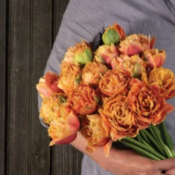 Sensual Touch 10 Sensual Touch -Garden Plant Shop 04058 04 sensual touch