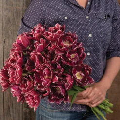 Dream Touch -Garden Plant Shop 04060 03 dream touch