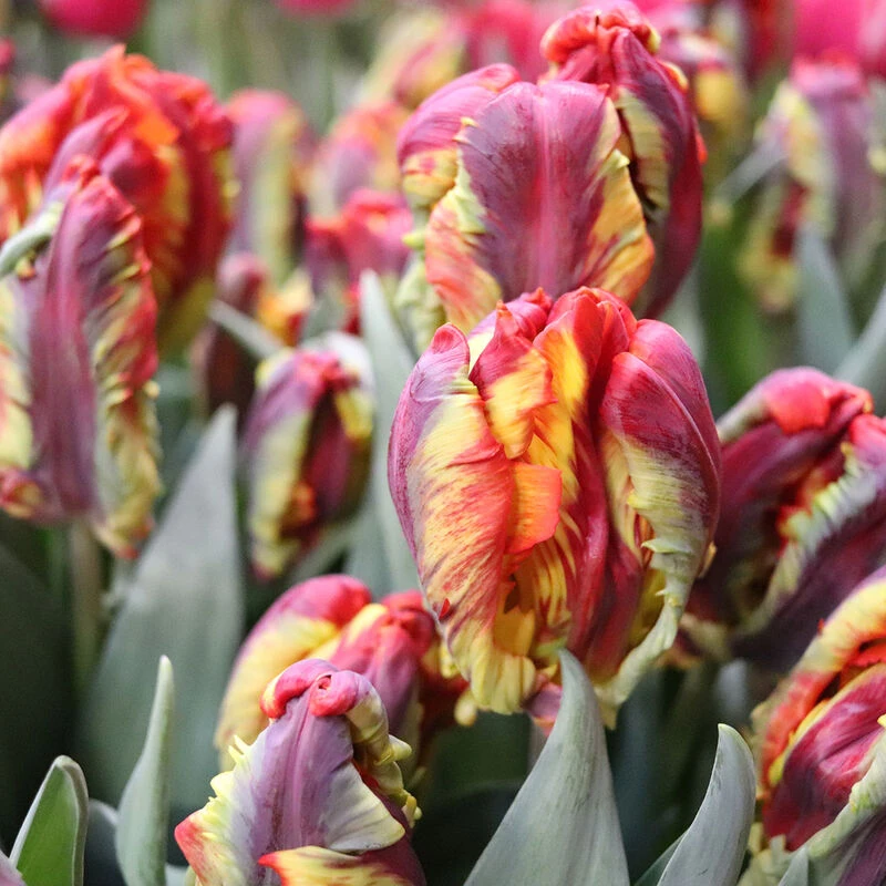 Rasta Parrot 4 Rasta Parrot - Image 2