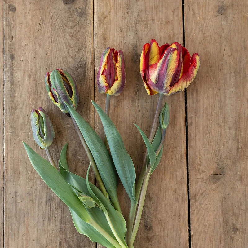 Rasta Parrot 5 Rasta Parrot - Image 3