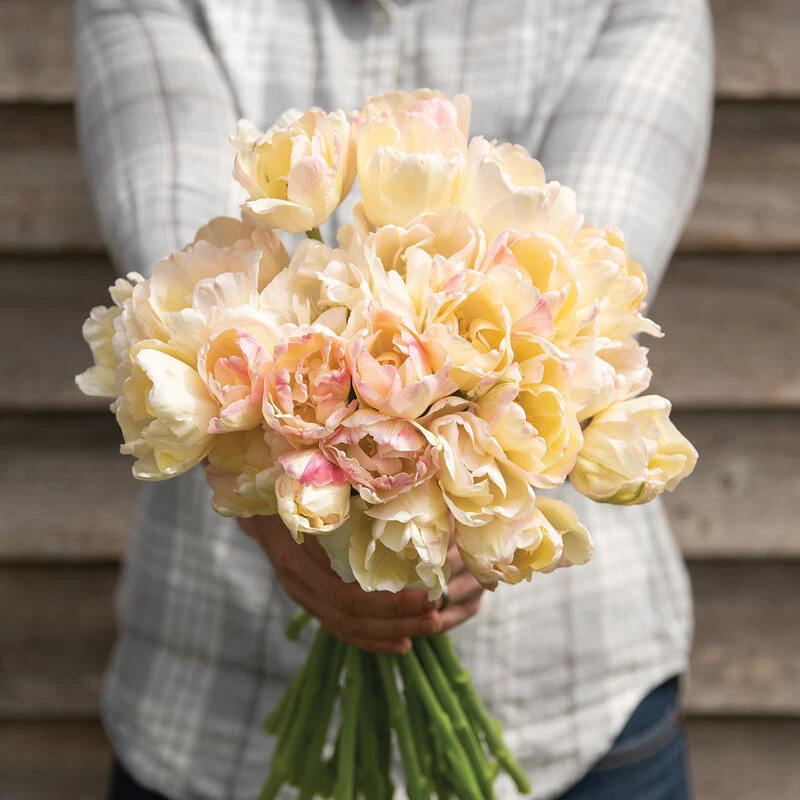 Crème Upstar 3 Crème Upstar