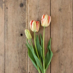 Apricot Parrot -Garden Plant Shop 04081 04 apricotparrot