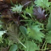 Kalebration Kale Mix -Garden Plant Shop 04091g 01 kalebration kale mix