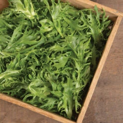 Frisygo -Garden Plant Shop 04099jp 02 frisygo