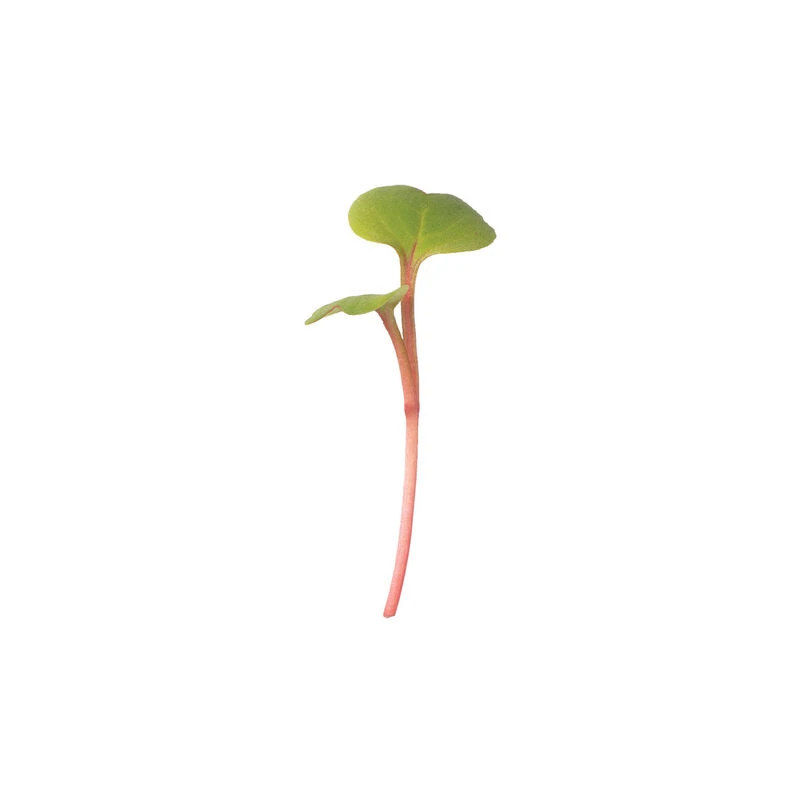Radish, Red Stem 4 Radish, Red Stem - Image 2