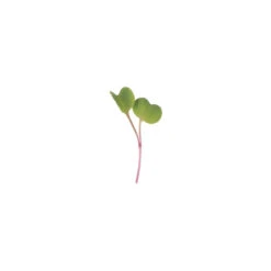 Radish, Purple Stem -Garden Plant Shop 04107mg 01 purpleradish