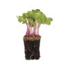 Radish, Purple Stem -Garden Plant Shop 04107mg 02 purpleradish