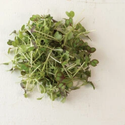 Kale, KX-1 -Garden Plant Shop 04112m 03 kx1