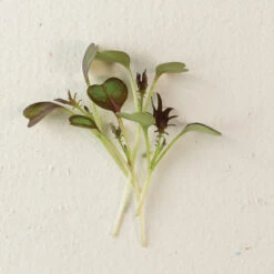 Kale, KX-1 -Garden Plant Shop 04112m 04 kx1