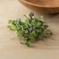 Kale, KX-1 -Garden Plant Shop 04112m 05 kx1