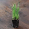 Scallion, Evergreen Hardy White -Garden Plant Shop 04127mg 02 scallion