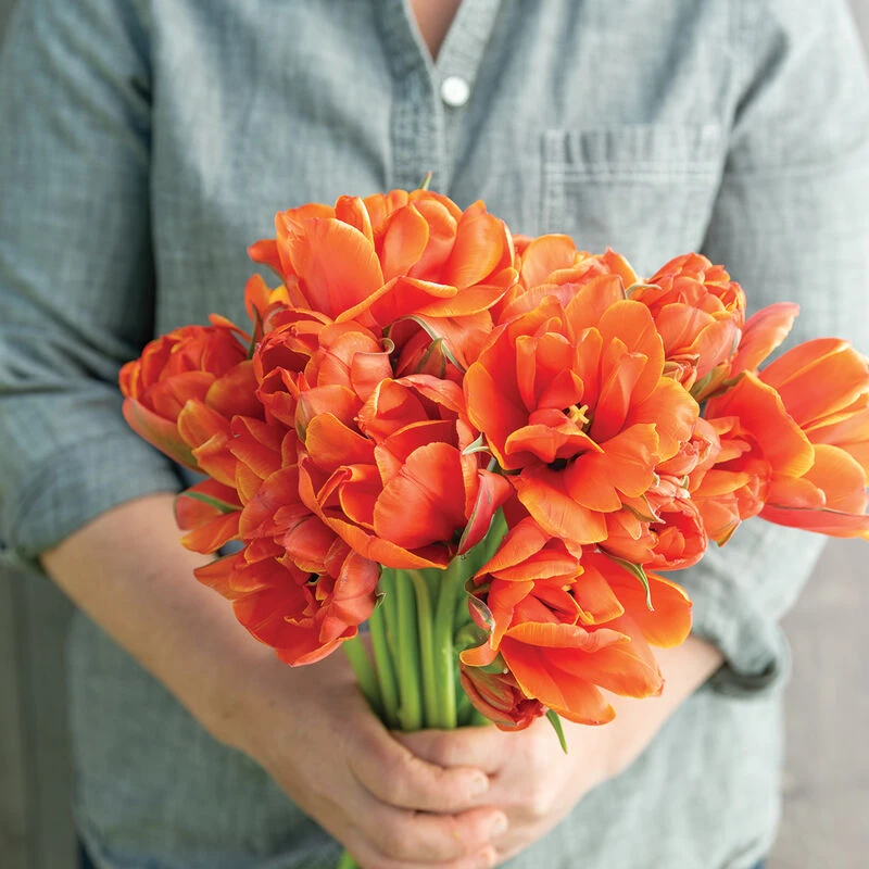 Queensday 3 Queensday