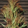 Mixed Broom Corn -Garden Plant Shop 04228 01 mixedbroomcorn