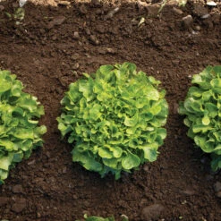 Bauer -Garden Plant Shop 04245g 03 bauer