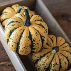 Honey Bun -Garden Plant Shop 04303 03 honey bun acorn squash