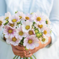 Garden Plant Shop -Garden Plant Shop 04333 02 versaillesflush