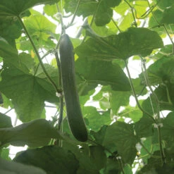 Poniente 5 Poniente -Garden Plant Shop 04379g 02 poniente