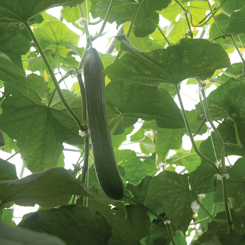 Poniente 4 Poniente - Image 2