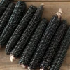 Montana Morado Maize -Garden Plant Shop 04381g 01 montanamoradomaize