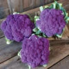 Lavender -Garden Plant Shop 04404 01 lavender cauliflower