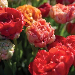 Gudoshnik Double -Garden Plant Shop 04448 03 gudoshnickdouble