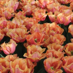 Astronaut Andre Kuipers -Garden Plant Shop 04482 02 astronautandrekuipers