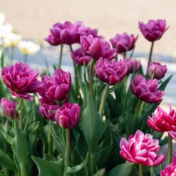 Margarita -Garden Plant Shop 04556 03 margarita