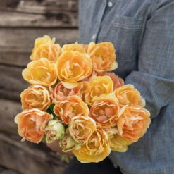 Charming Beauty -Garden Plant Shop 04561 03 charming beauty