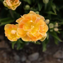 Charming Beauty -Garden Plant Shop 04561 04 charming beauty