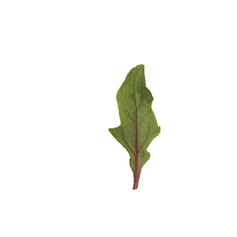 Red Snapper 4 Red Snapper - Image 2