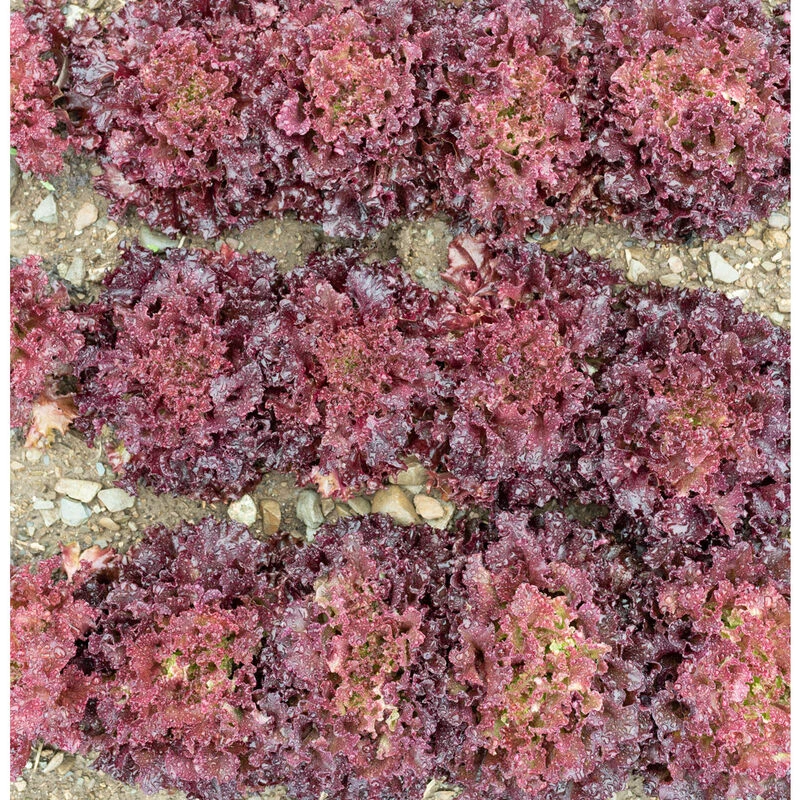 Brentwood 4 Brentwood - Image 2