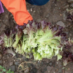 Brentwood 7 Brentwood -Garden Plant Shop 04599g 03 brentwood