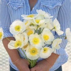 Champagne Bubbles White -Garden Plant Shop 04712 02 champagne bubble white