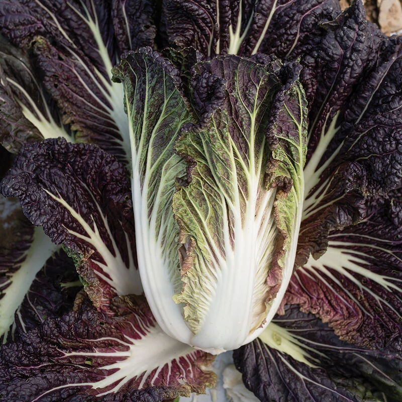 Miss Hong 3 Miss Hong