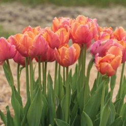 Amazing Parrot -Garden Plant Shop 04730 03 amazingparrot