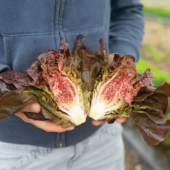 Volcana 8 Volcana -Garden Plant Shop 04765jp 01 volcana mini lettuce