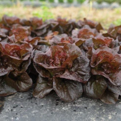 Volcana 9 Volcana -Garden Plant Shop 04765jp 02 volcana mini lettuce