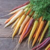 Glow Stix Sunrise Mix -Garden Plant Shop 04767 01 glow stix sunrise mix carrot