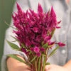 Celway™ Purple -Garden Plant Shop 04817 01 celway purple