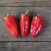 SVPS0897 -Garden Plant Shop 04896 01 svps0897 snack pepper