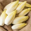 Bingo -Garden Plant Shop 04899 01 bingo belgian endive