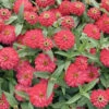 Double Zahara™ Salmon -Garden Plant Shop 04936 01 double zahara salmon zinnia
