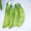 Oregon Sugar Pod II 2 Oregon Sugar Pod II -Garden Plant Shop 04960 01 oregon sugar pod snow pea