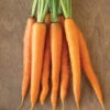 Caravel -Garden Plant Shop 05164g 01 caravel carrot