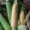 Bolt XR -Garden Plant Shop 05253 01 bolt sweet corn