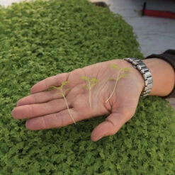 Marigold, Gem 8 Marigold, Gem -Garden Plant Shop 06023m 02 gem marigold