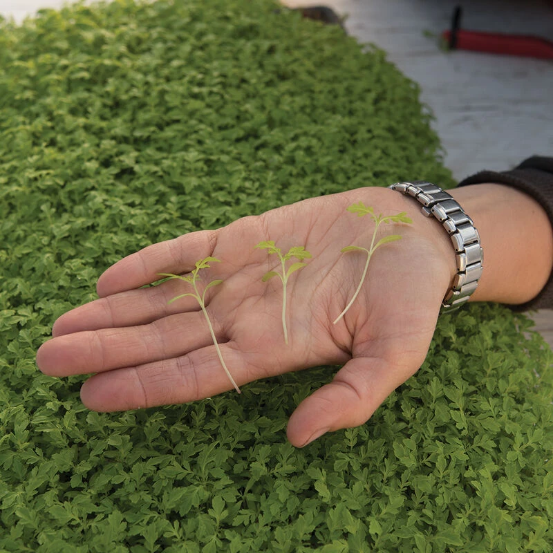 Marigold, Gem 5 Marigold, Gem - Image 3