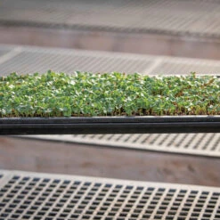 Microgreens Reservoir Tray 8 Microgreens Reservoir Tray -Garden Plant Shop 06797 03 microgreensgrowingtray