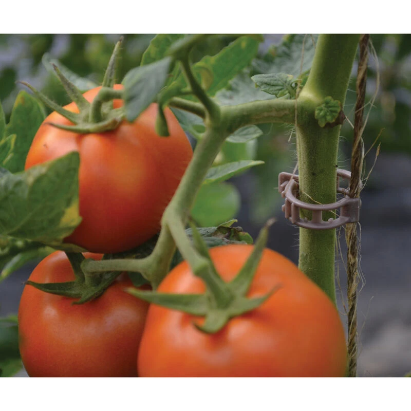 Compostable Trellis Clips – 100 Count 4 Compostable Trellis Clips – 100 Count - Image 2